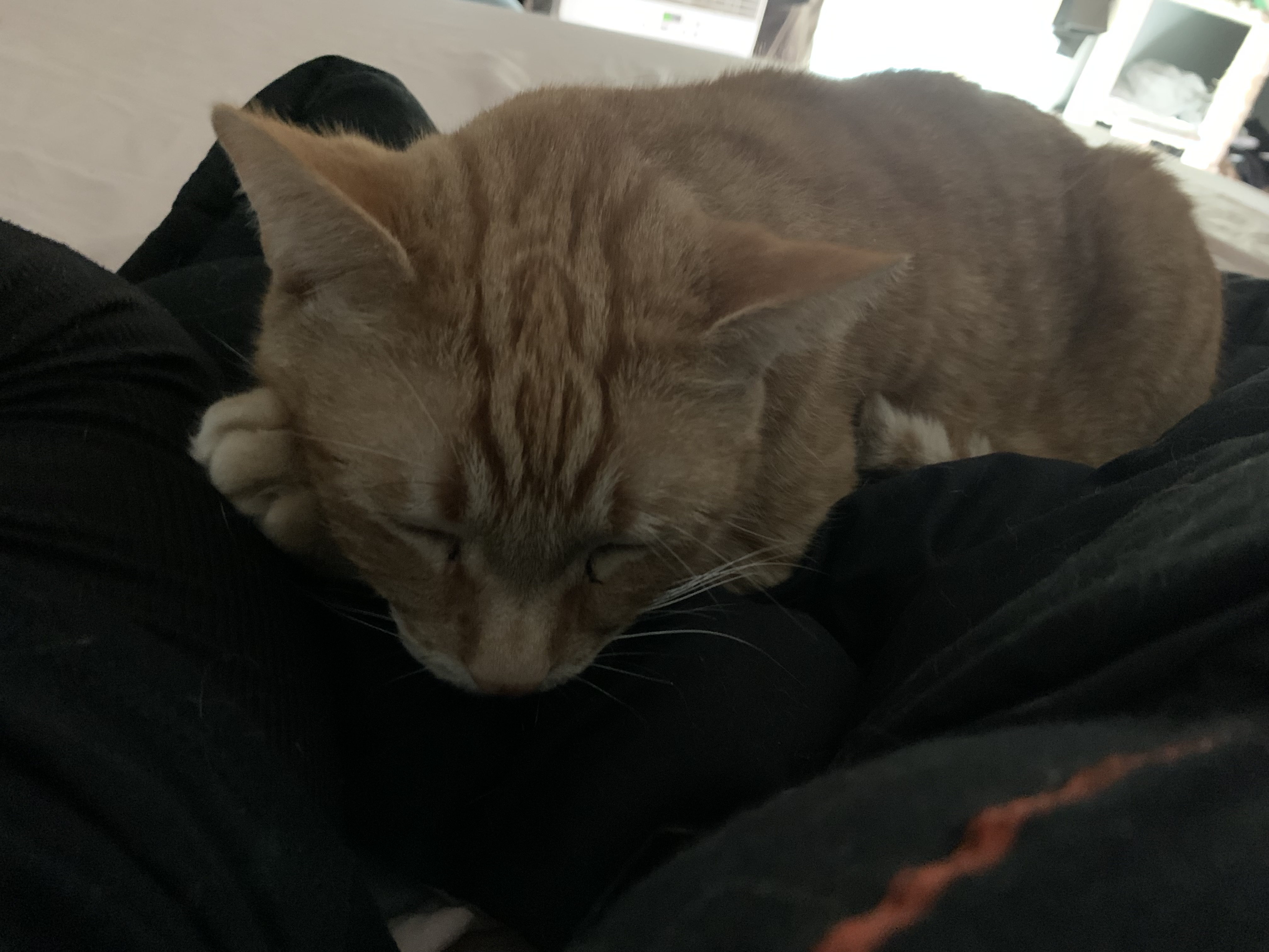 Albus
